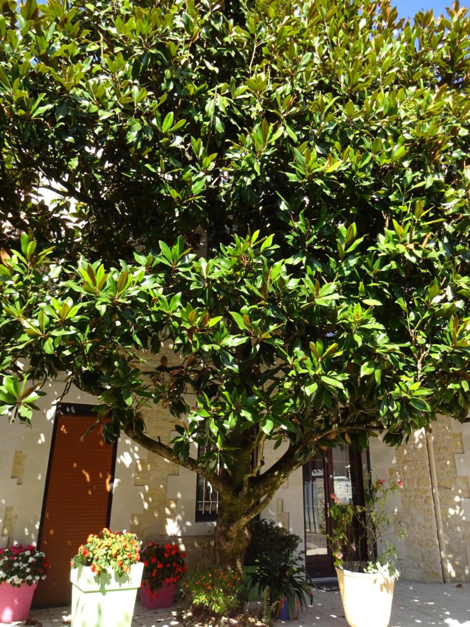 Aux Orangers Luxé Exterior foto